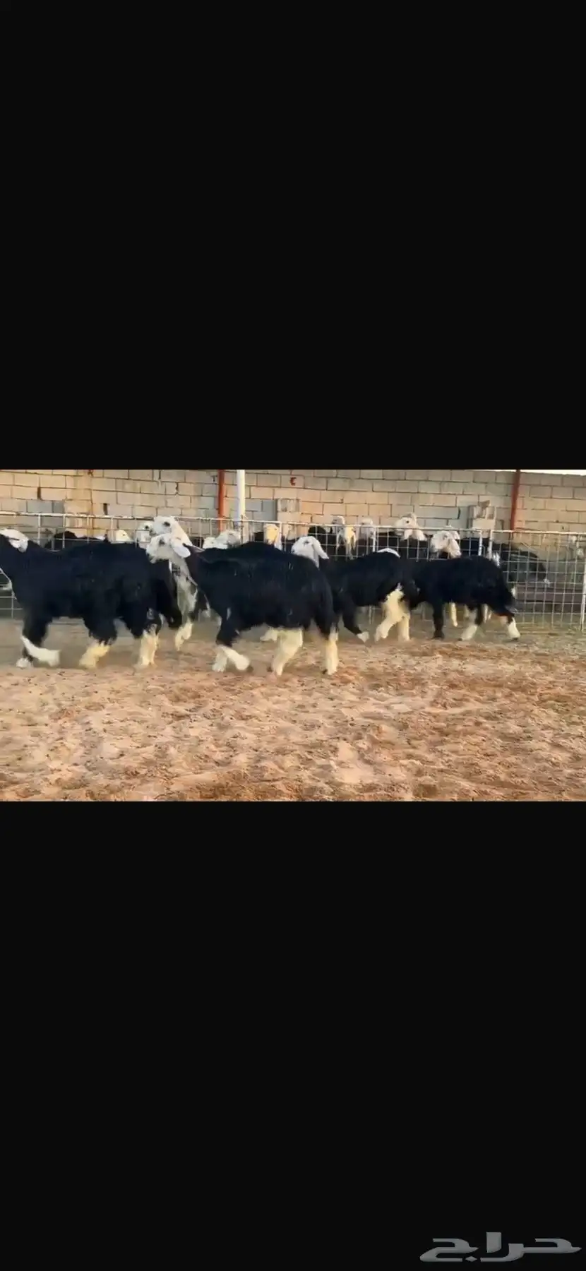 عرض بيع رخال جذعات 0