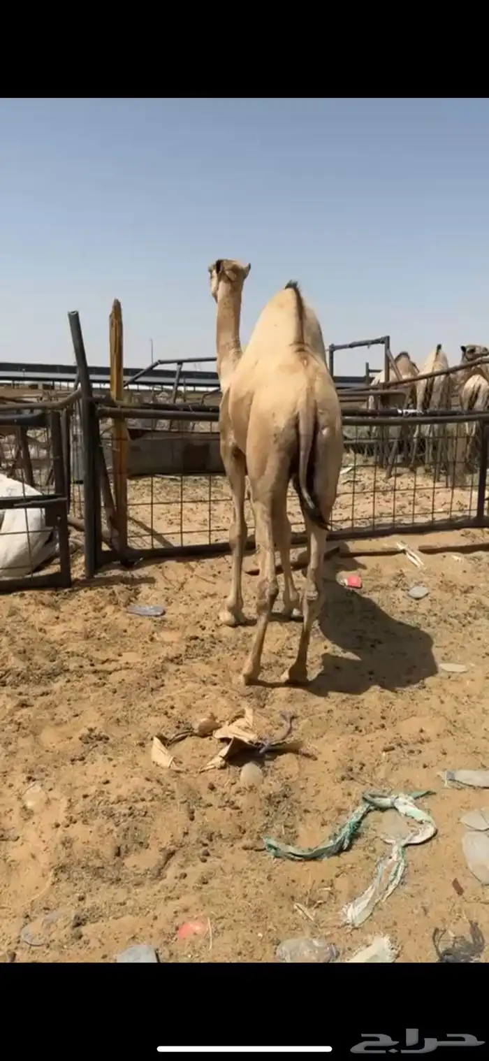 قعدان مفاريد مغلقه 3