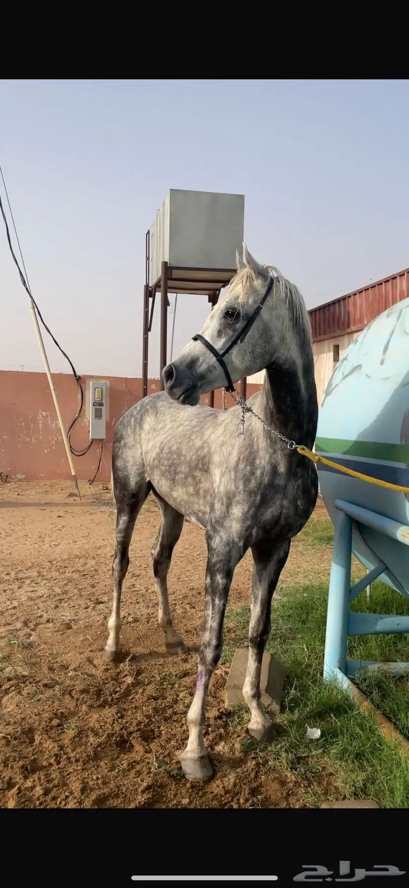 خيل 3