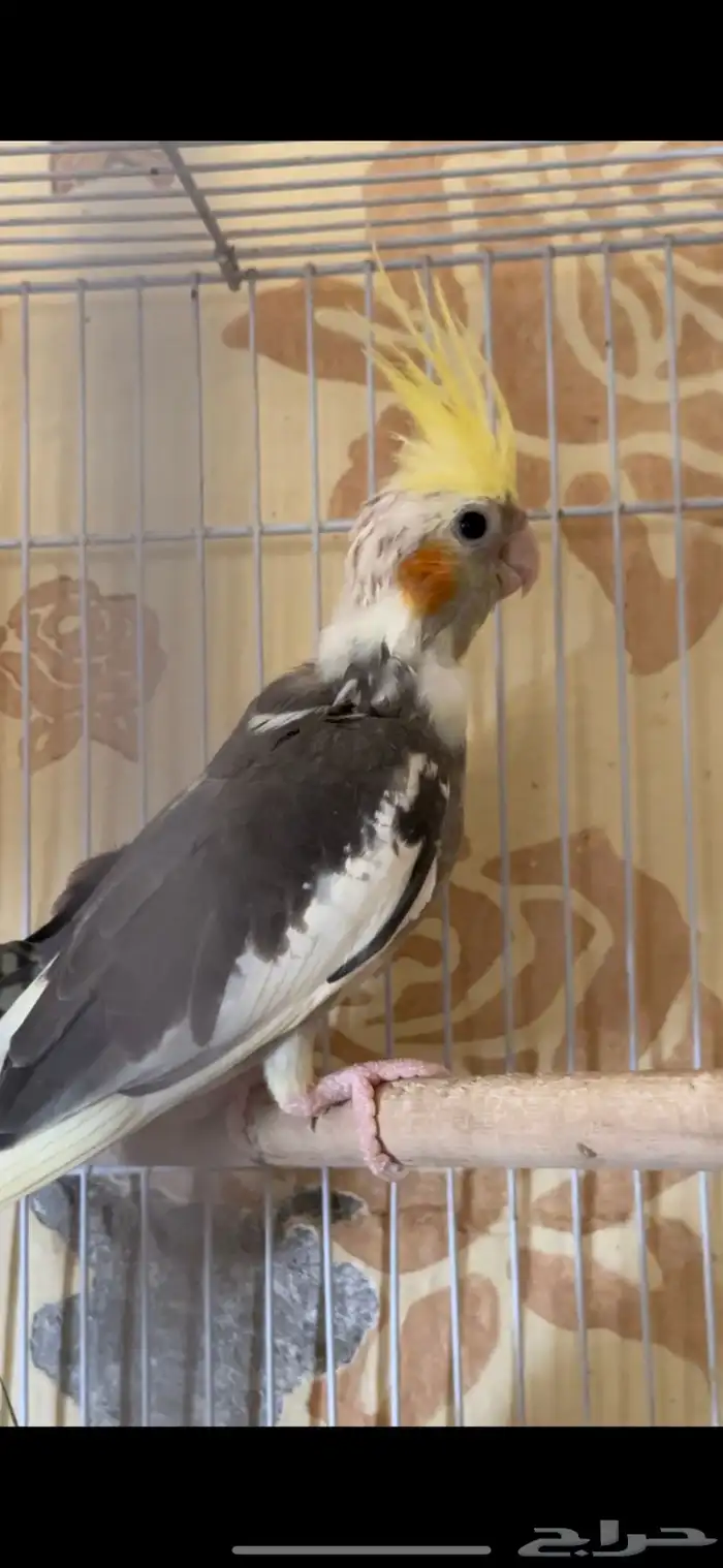 فرخ كيروان 8