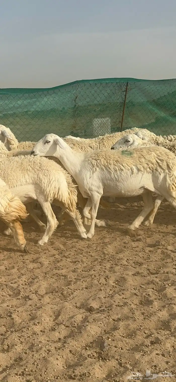 غنم حرية رخال منوة القناي 58 تحتها 2 7