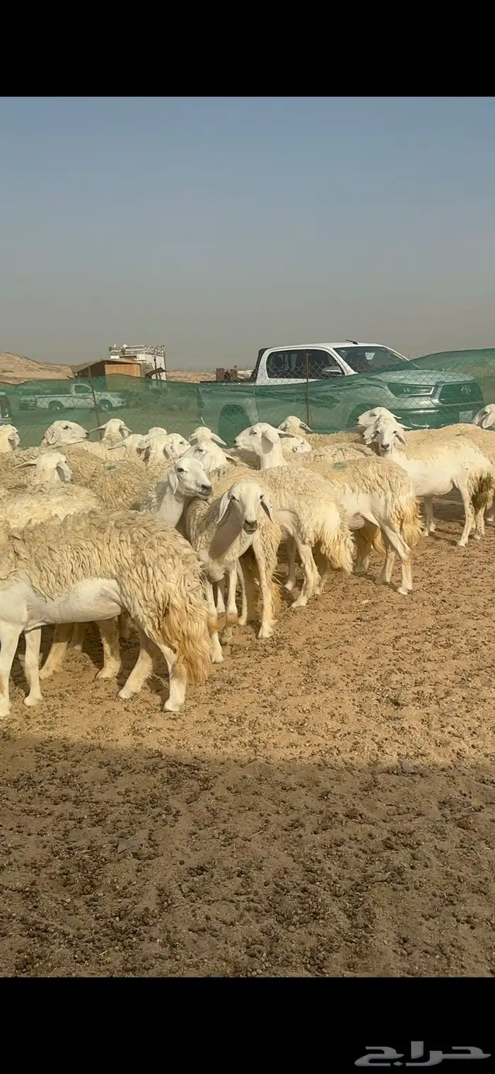 غنم حرية رخال منوة القناي 58 تحتها 2 16