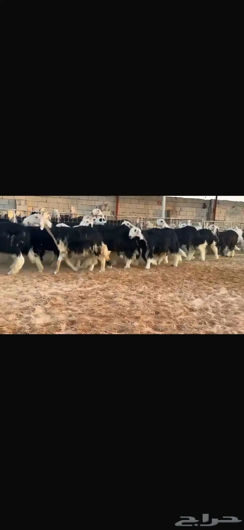 عرض بيع رخال جذعات 4