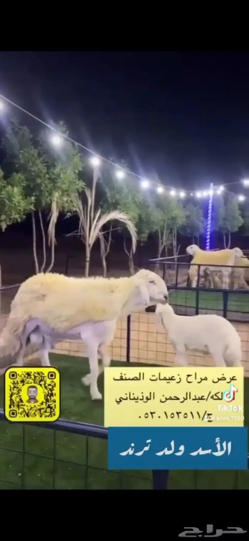 خروف حري صنف بيع مستعجل 3