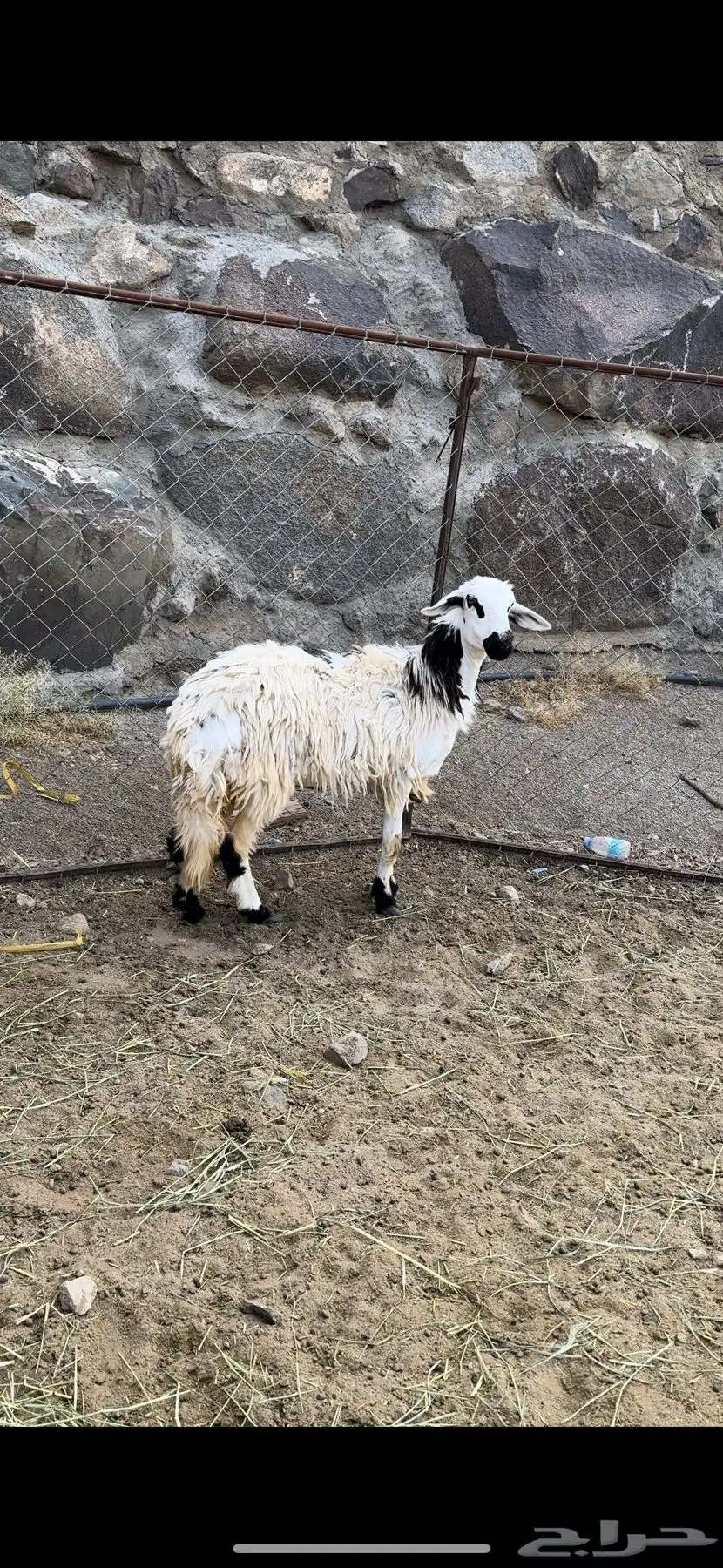 رخال ثنيه دافع 0