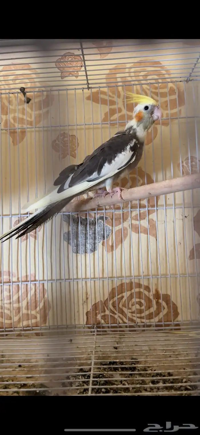 فرخ كيروان 10