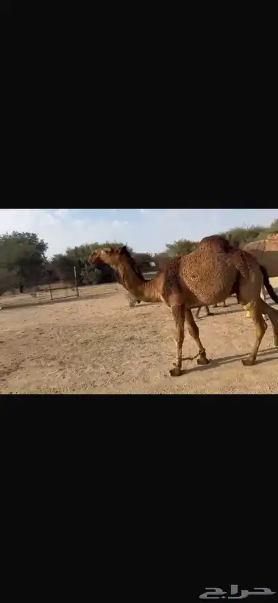 الفحل و انتاجه للبيع ساس الفحل على ابل بن دهيمان السبيعي 7