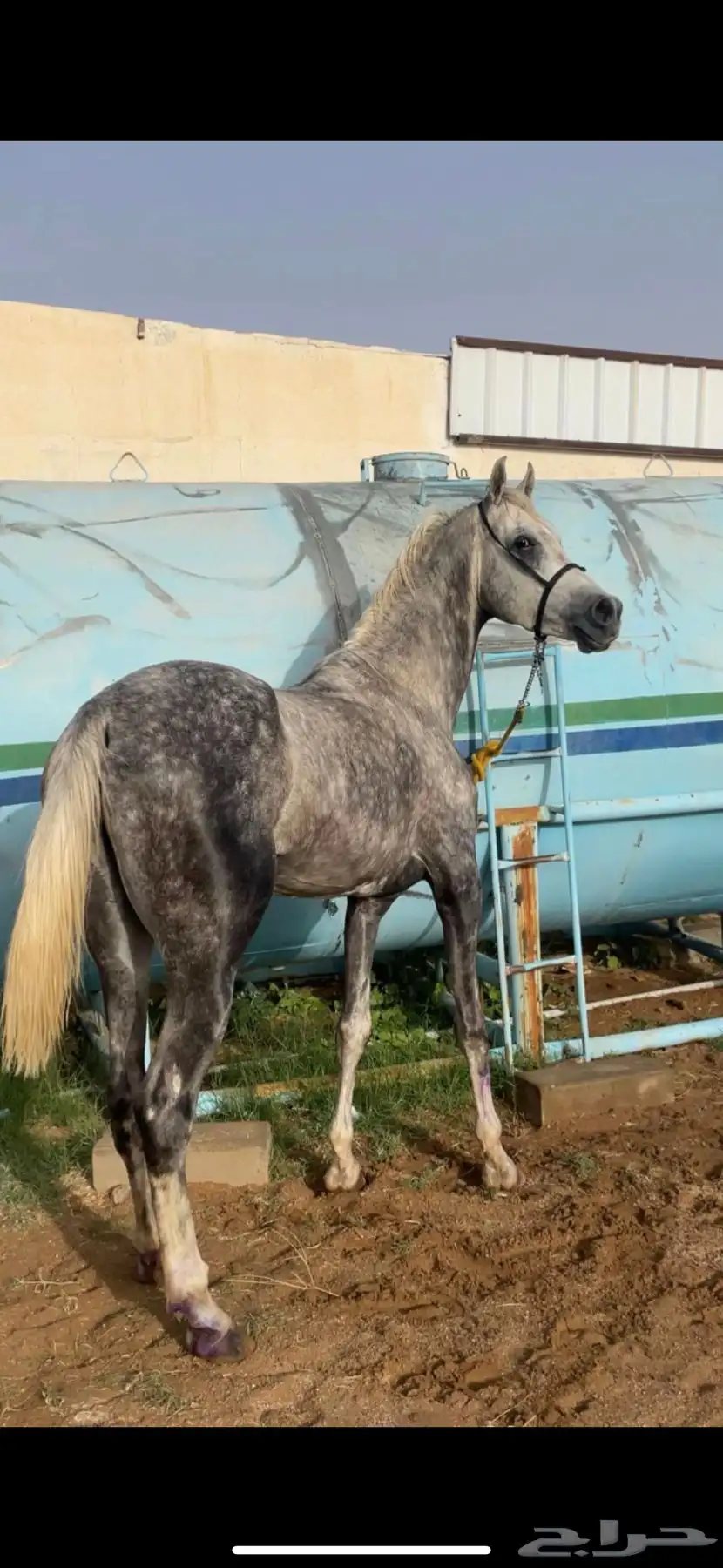 خيل 4