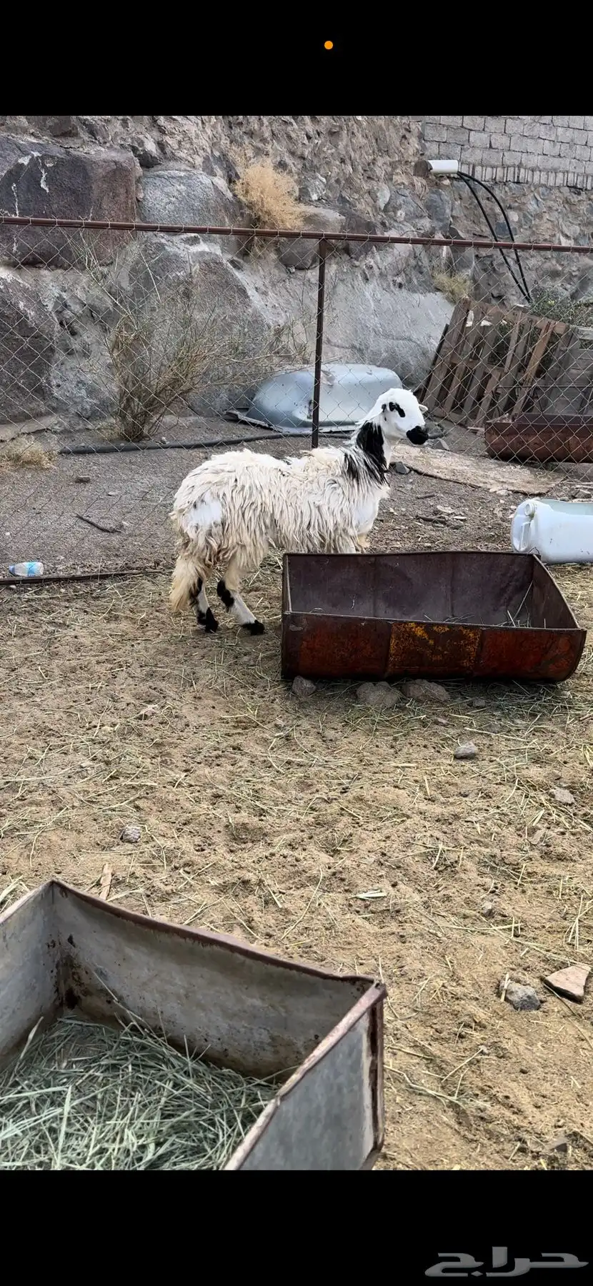 رخال ثنيه دافع 1