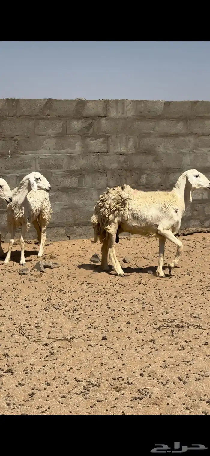 رخال حرش صنف بيع مستعجل 1