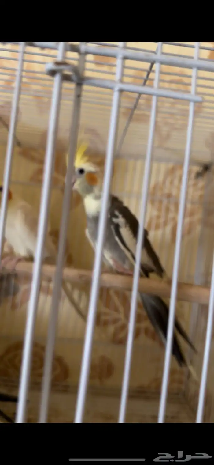 فرخ كيروان 3