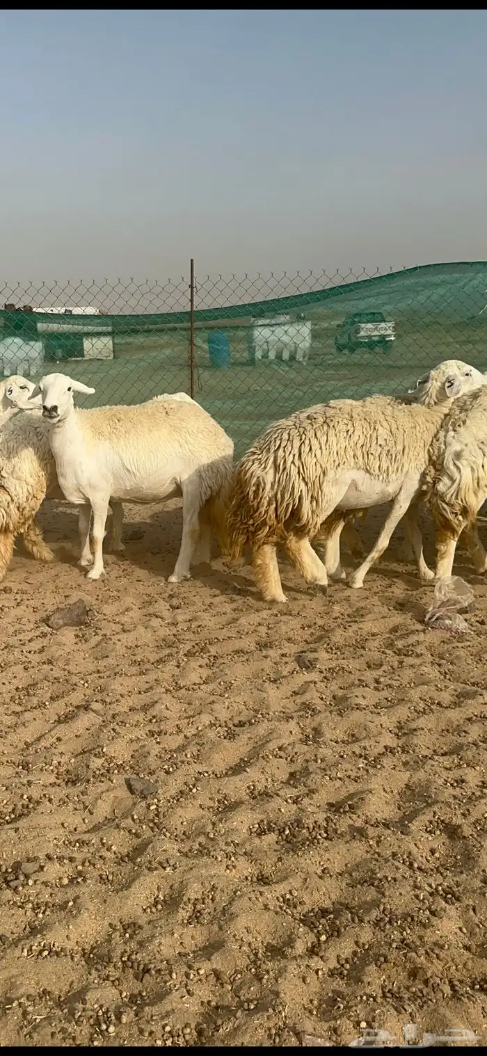 غنم حرية رخال منوة القناي 58 تحتها 2 10