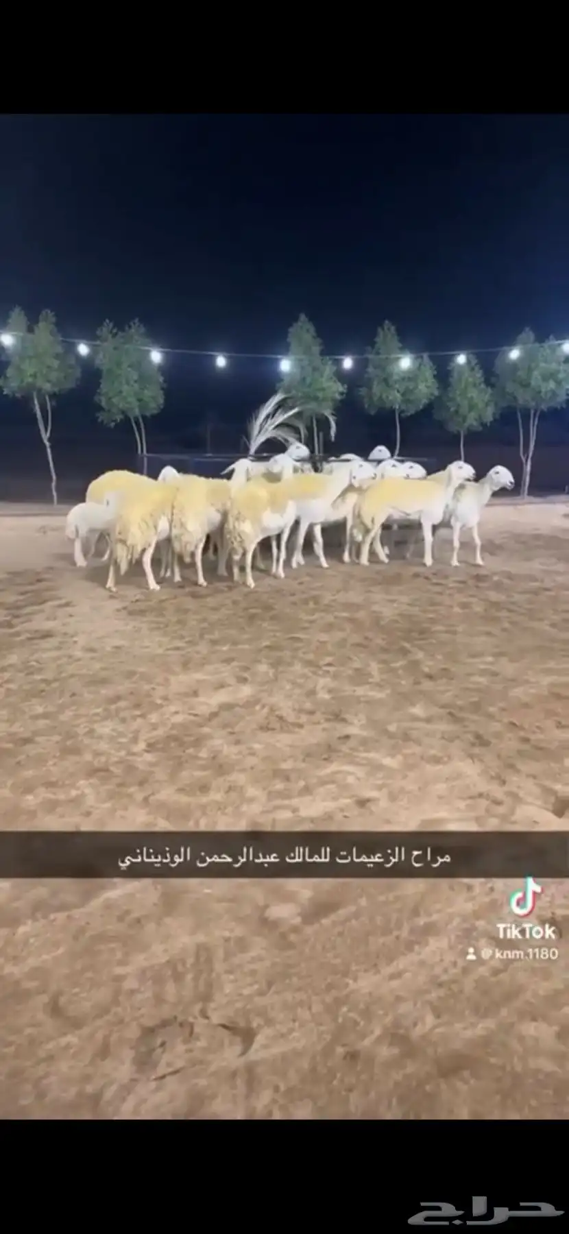 خروف حري صنف بيع مستعجل 4
