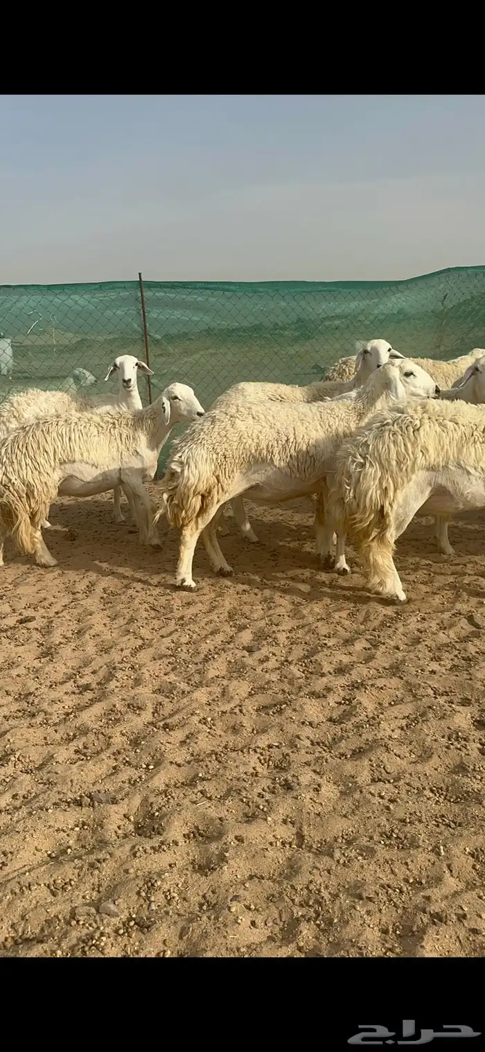 غنم حرية رخال منوة القناي 58 تحتها 2 8