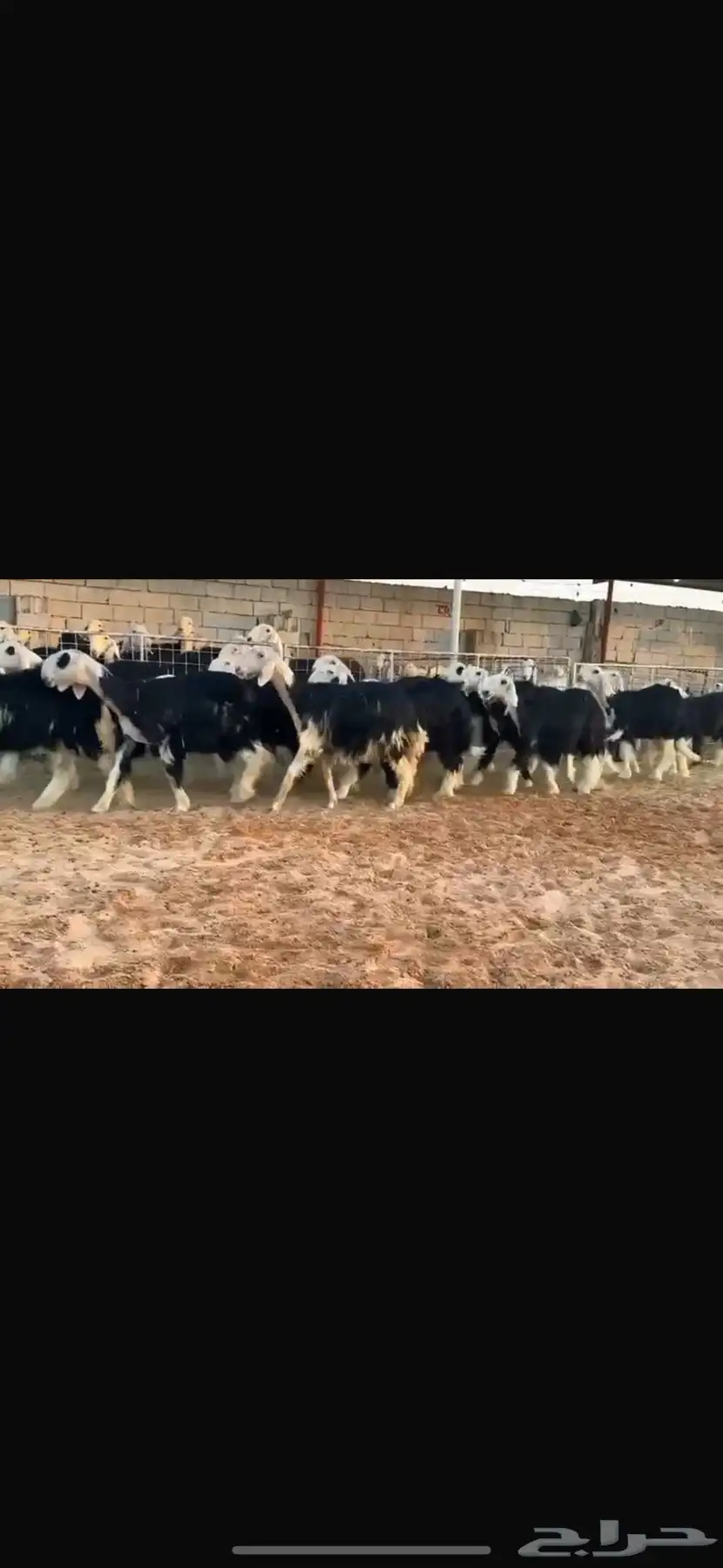 عرض بيع رخال جذعات 3