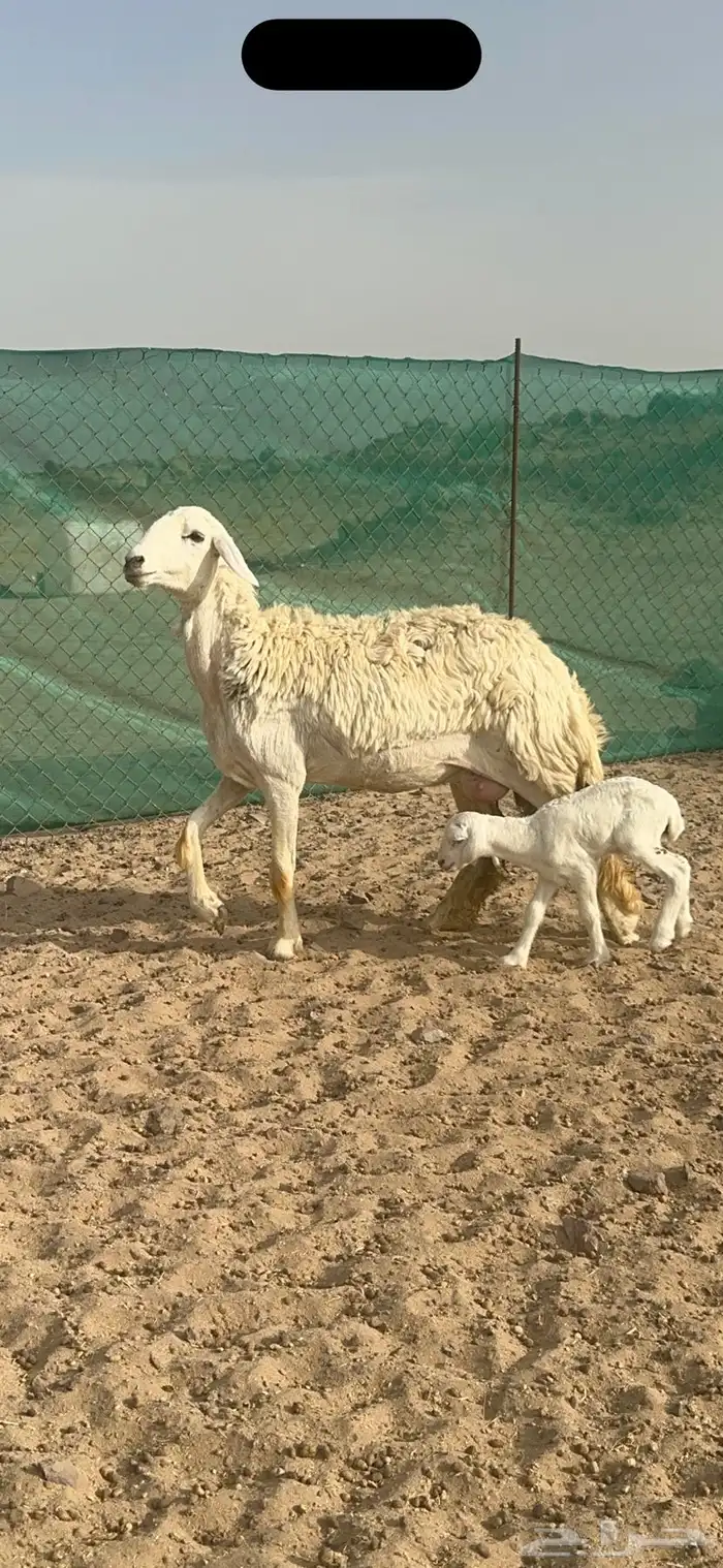 غنم حرية رخال منوة القناي 58 تحتها 2 1