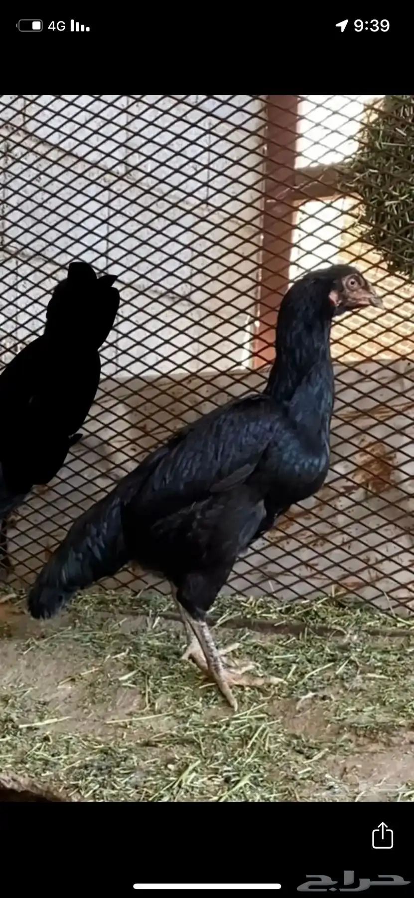 دجاج باكستاني سندي بيور 3