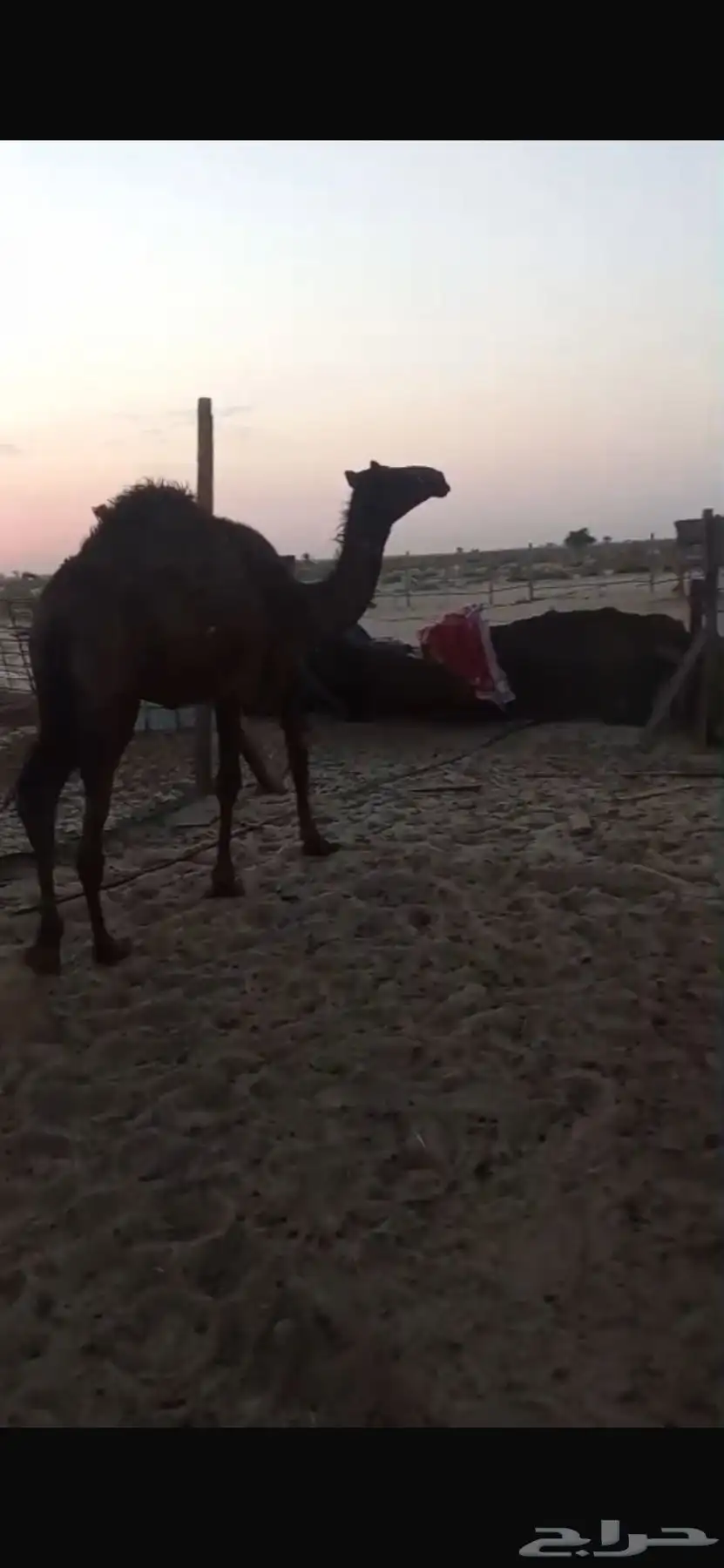بكرة مفرودة 2