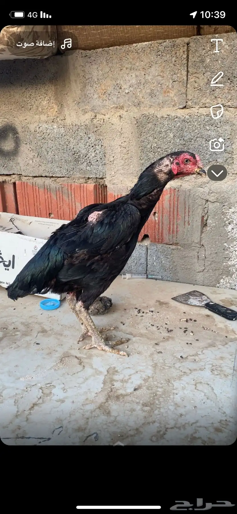 دجاج باكستاني سندي بيور 10