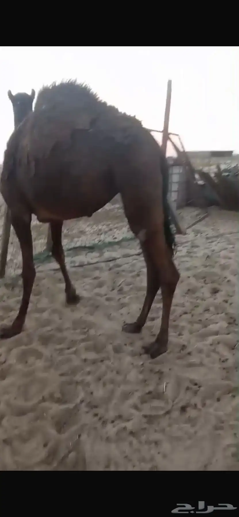 بكرة مفرودة 1