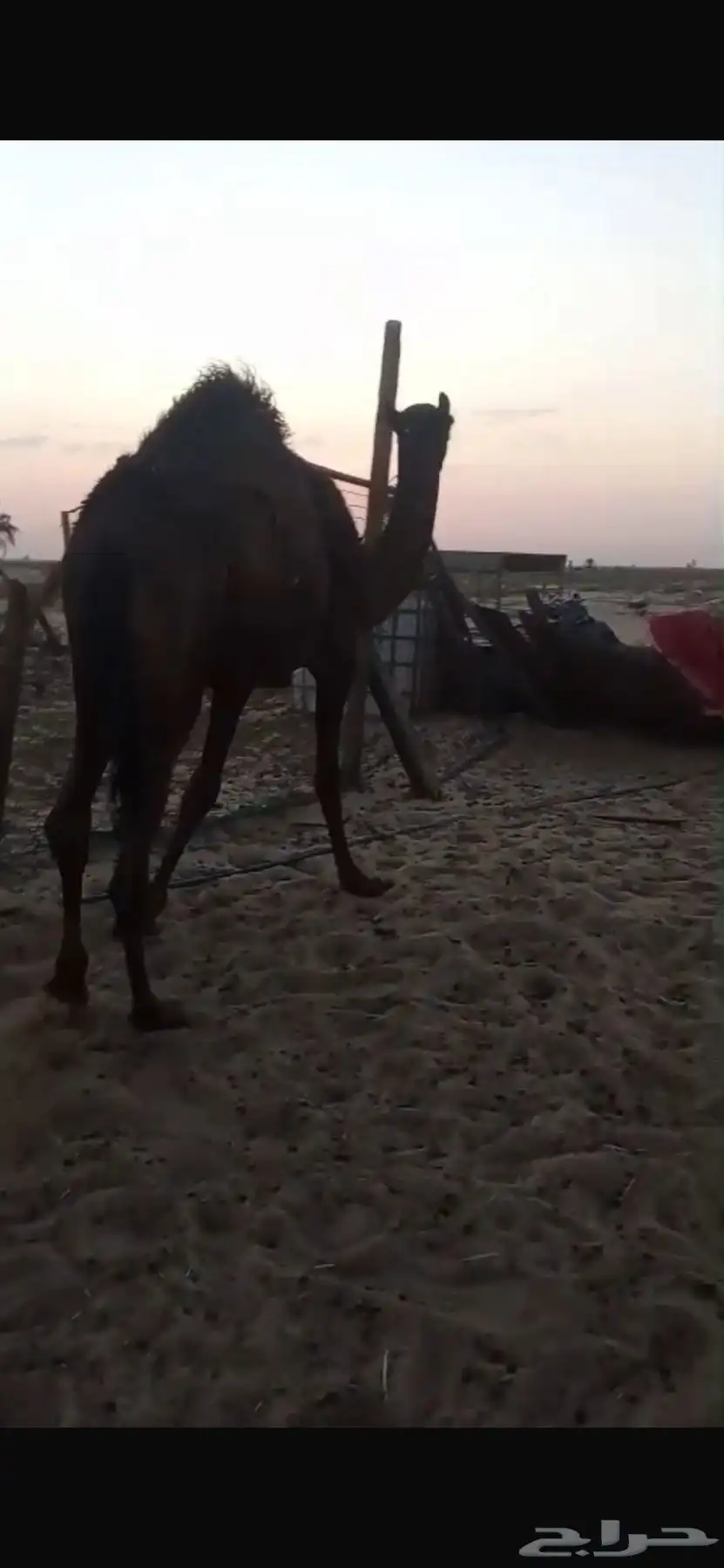 بكرة مفرودة 4