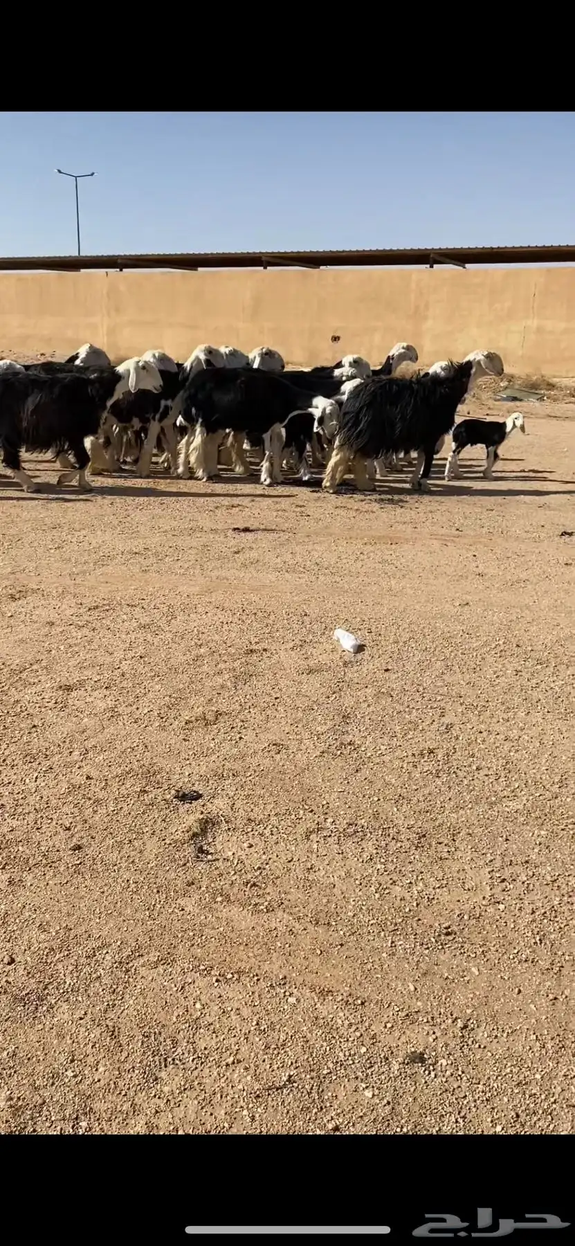 غنم نجد صنف 0