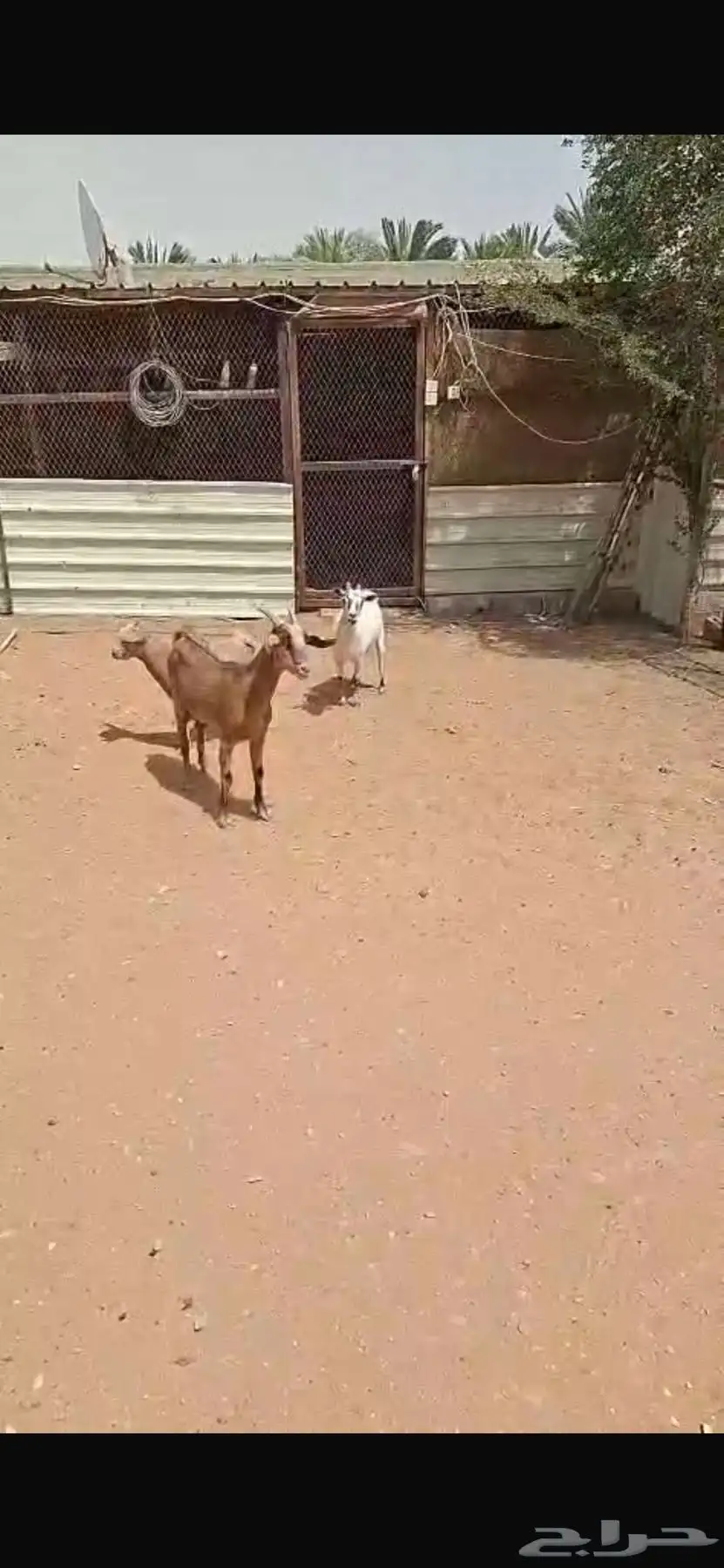 معزاء للبيع 13