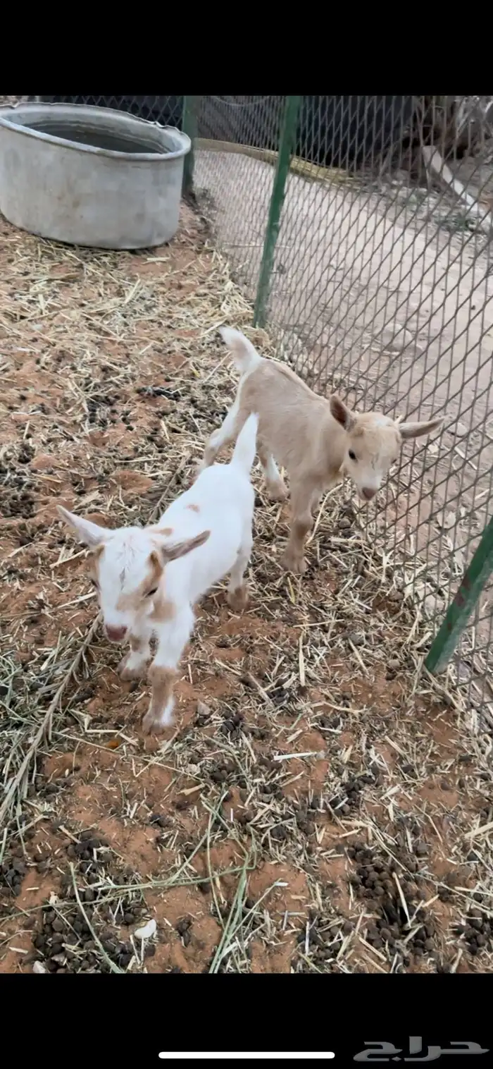 عنز قزميه معها تيس وحفره 3