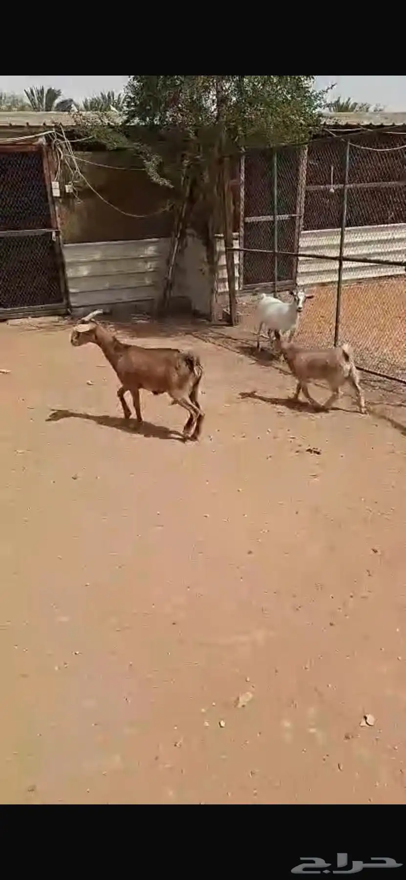 معزاء للبيع 11