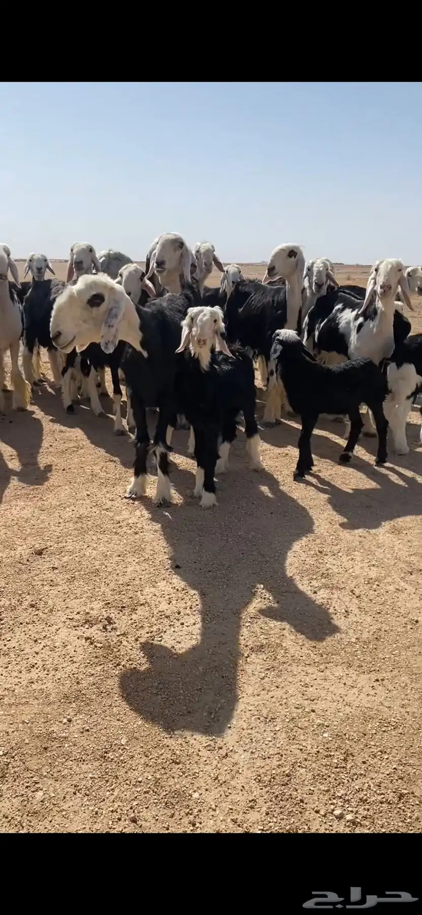 غنم نجد صنف 1