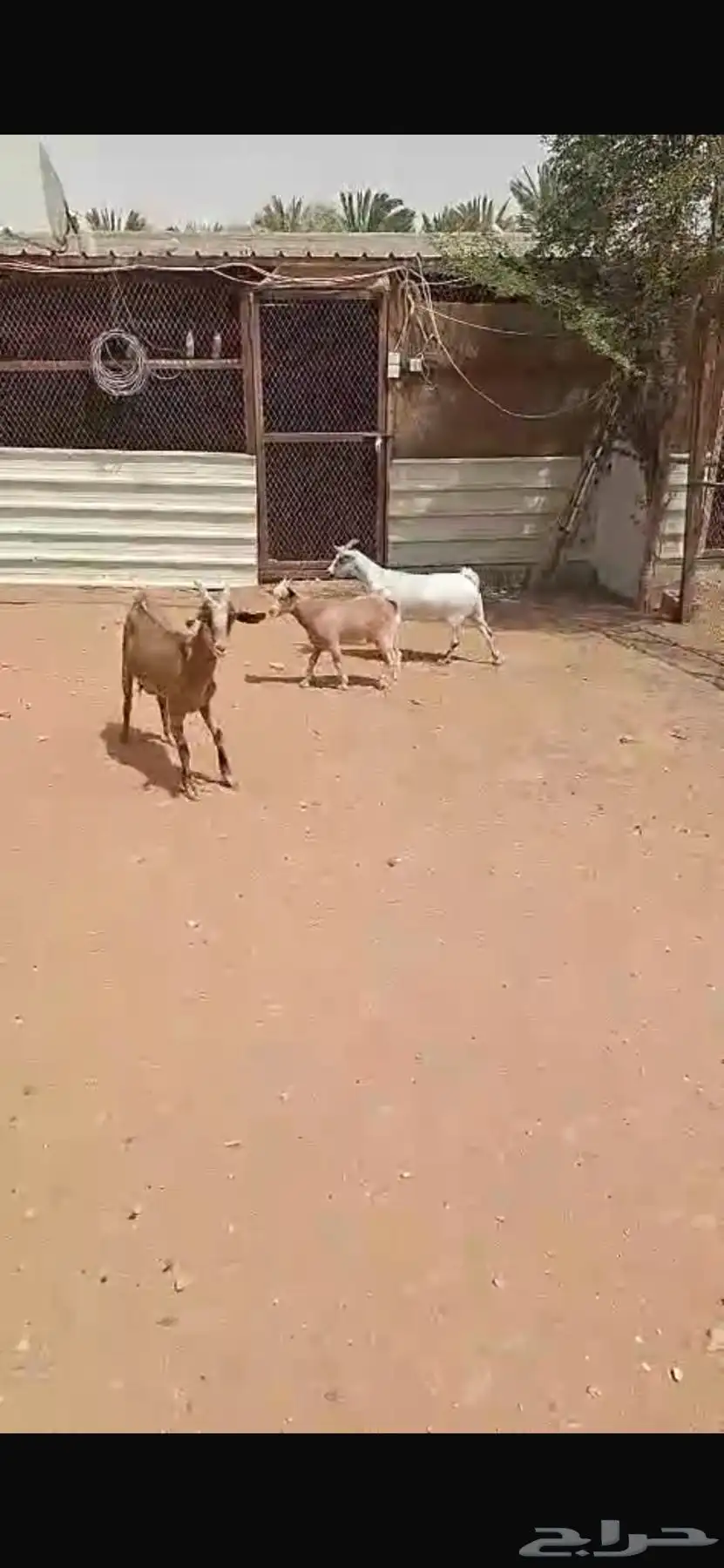 معزاء للبيع 12