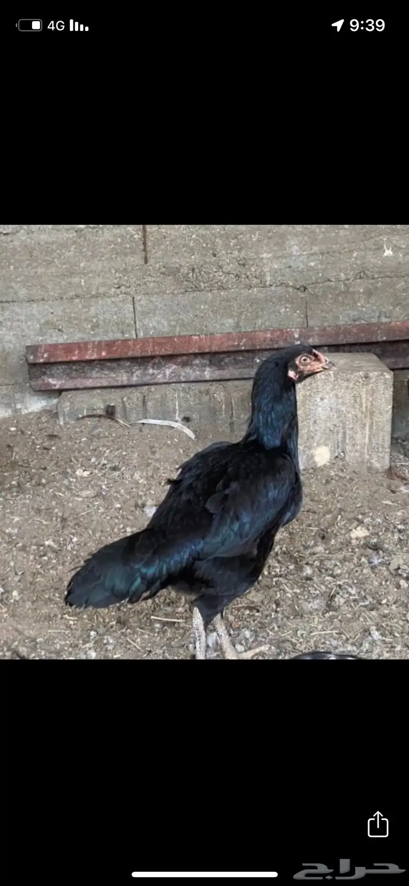 دجاج باكستاني سندي بيور 4