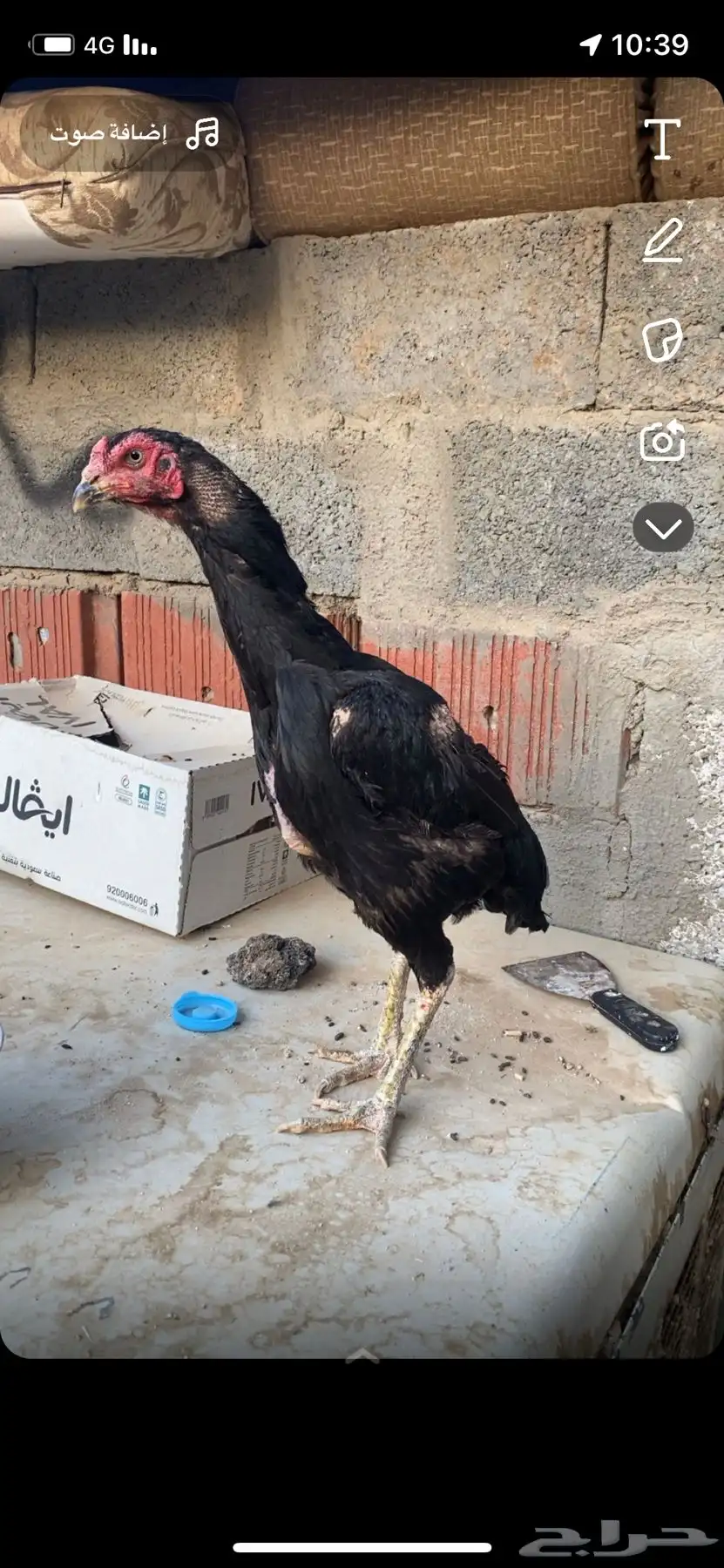 دجاج باكستاني سندي بيور 9