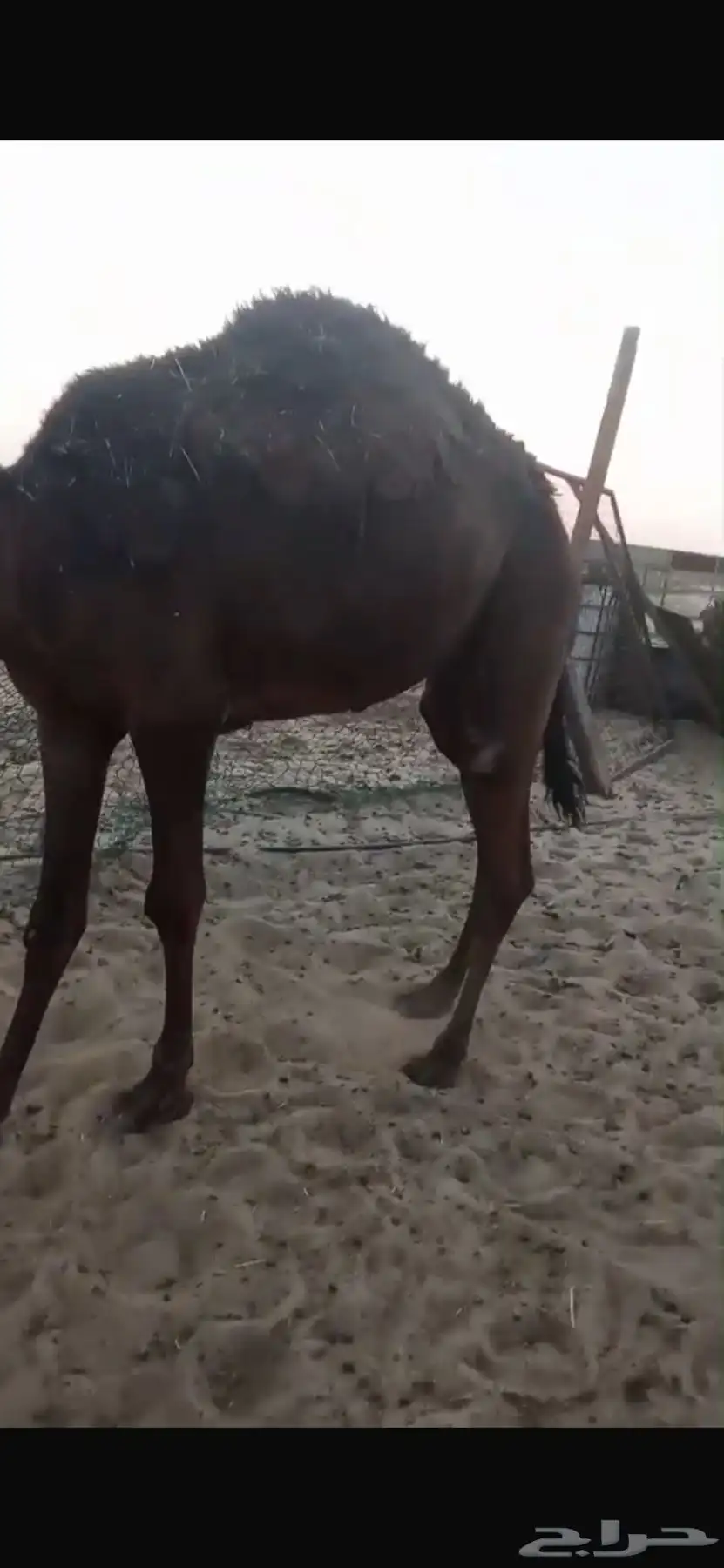 بكرة مفرودة 3