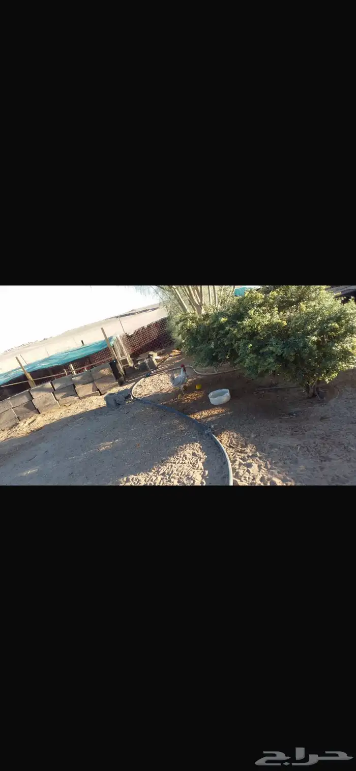 دواجن البيع 1