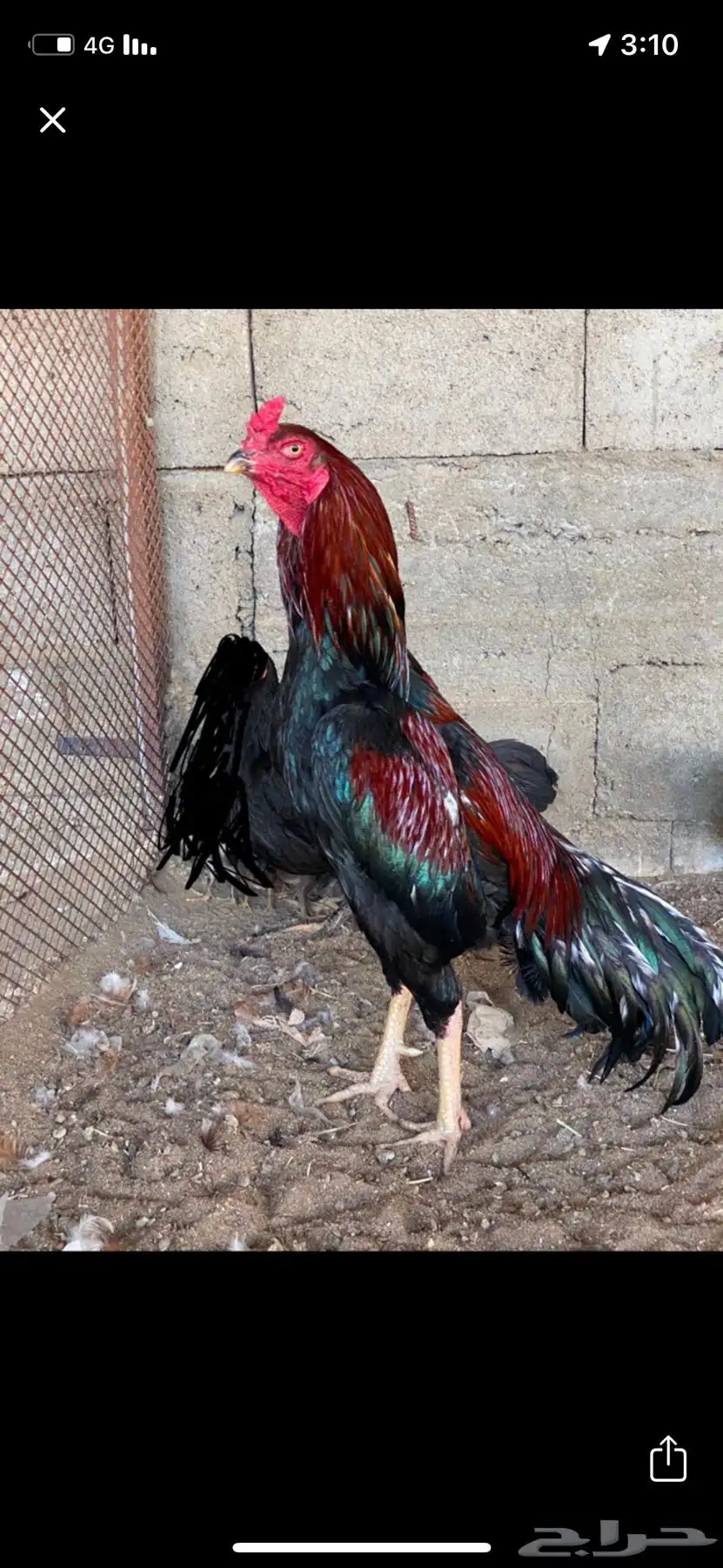 دجاج باكستاني سندي بيور 0