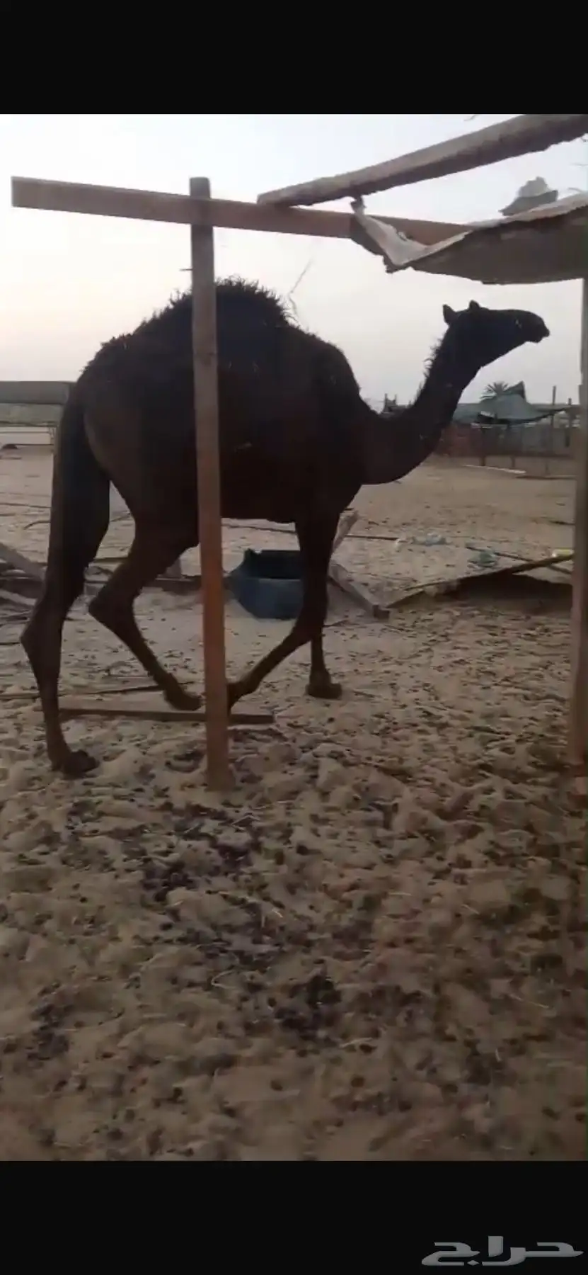 بكرة مفرودة 0