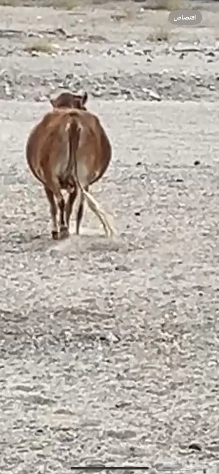 بقره 0