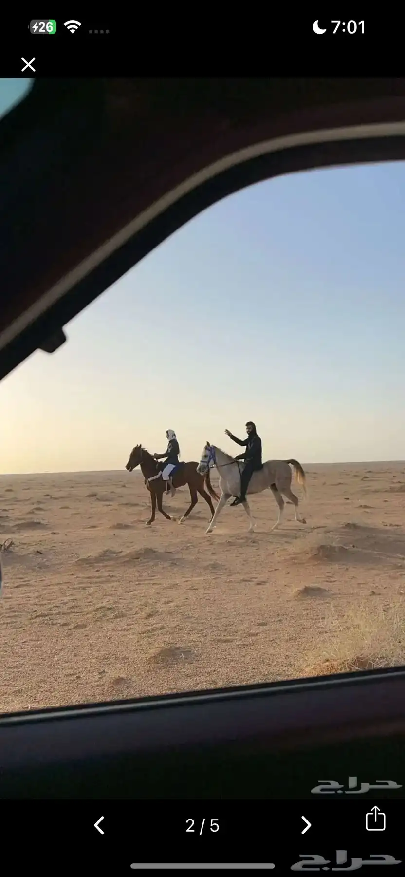 حصان واهو شعبي 2