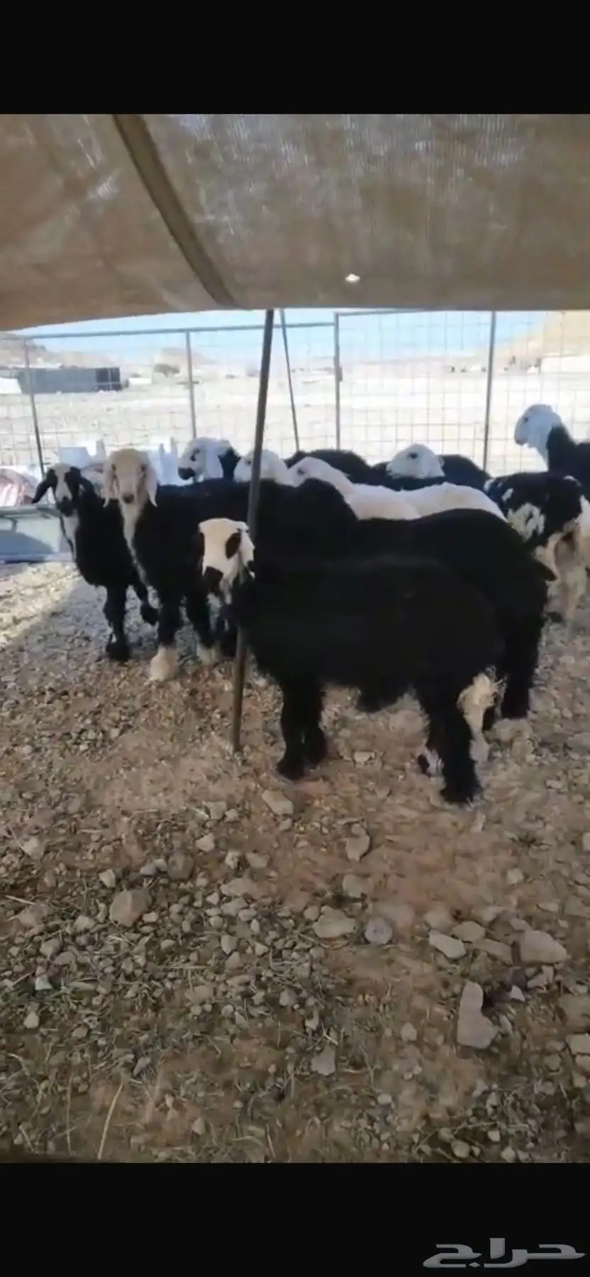 ذبايح نجد وحري 1