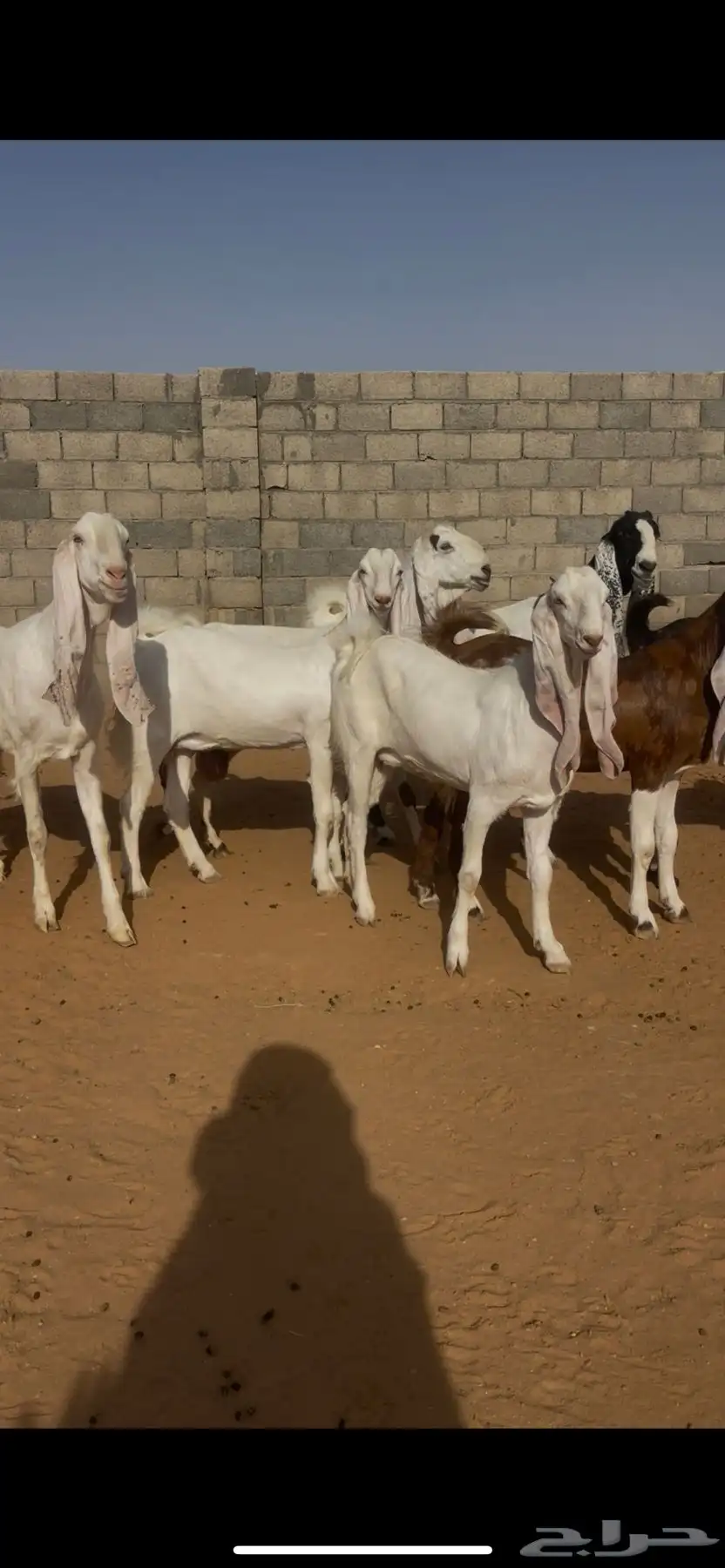 معزا نوادر (( لعشاق النوادر )) 50