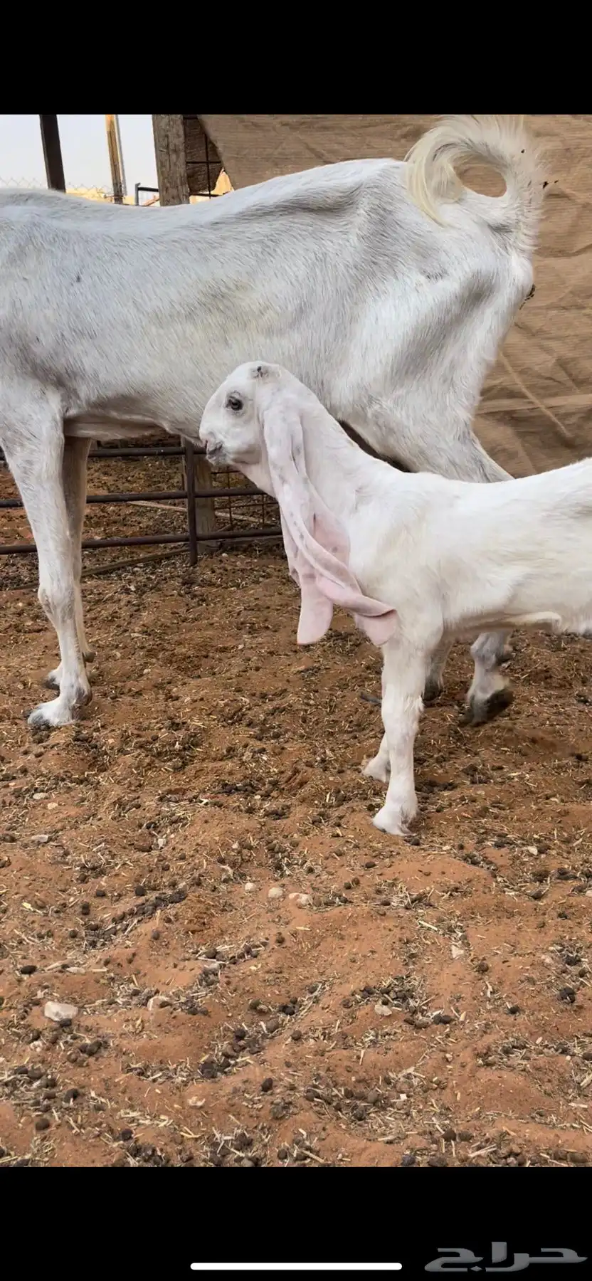 عنز خصم معها جفره مزيونه جدا 3