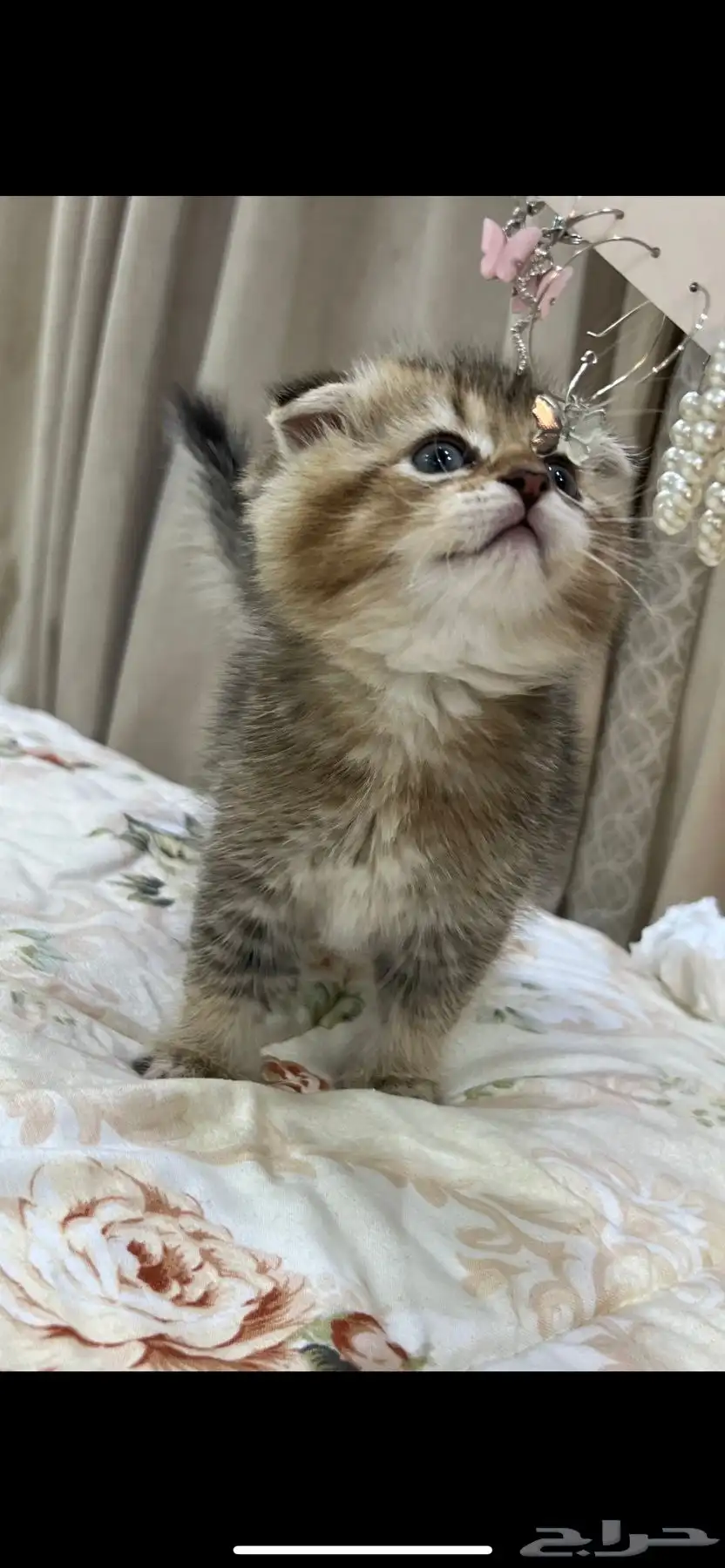 قطط سكوتش 2