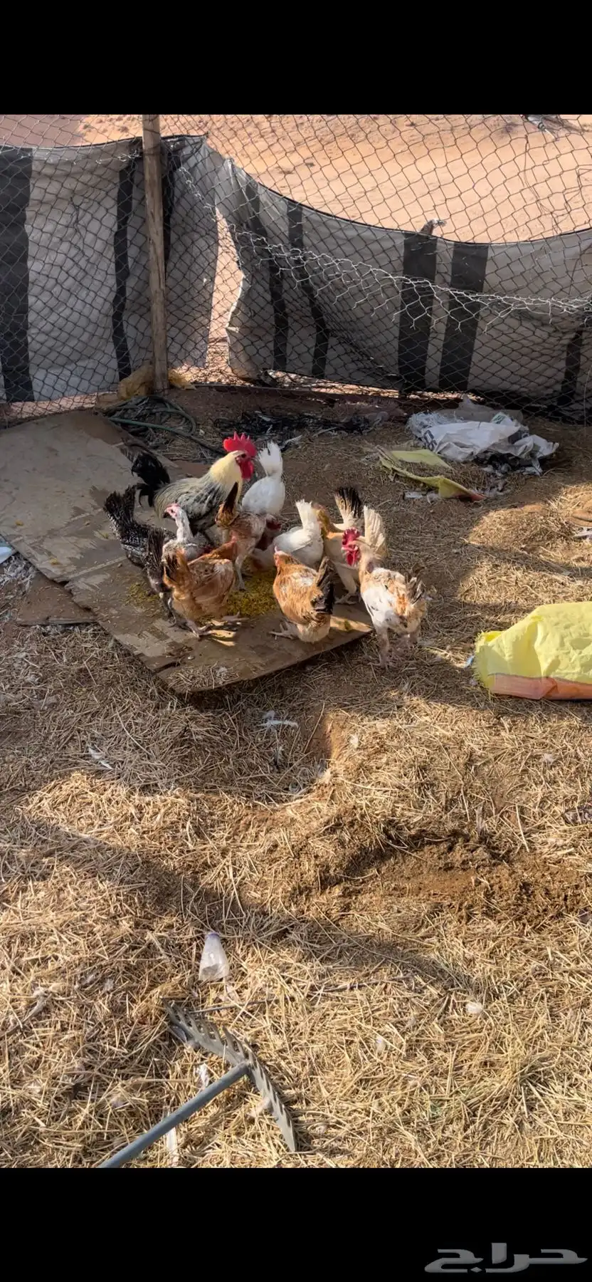 دجاج بياض 3