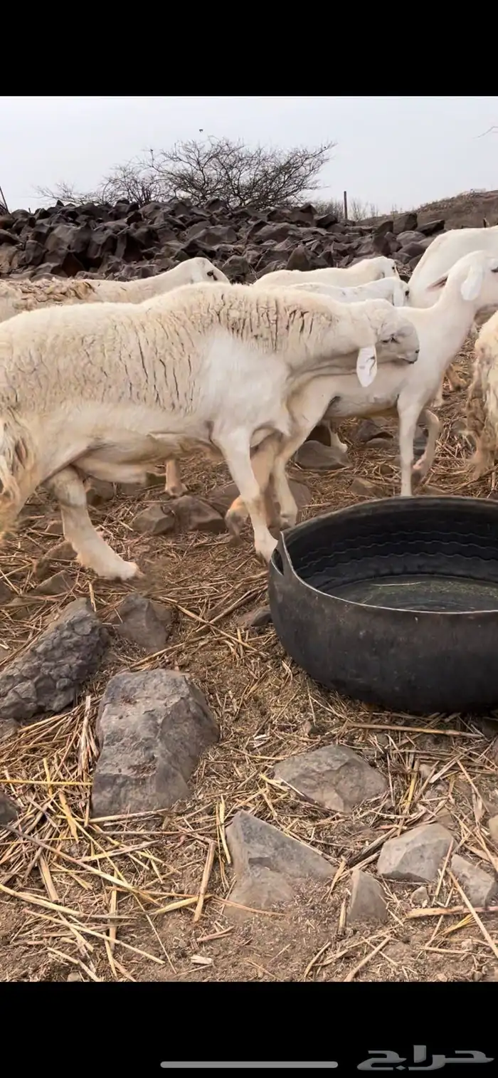 فحل حري صنف تم البيع 0