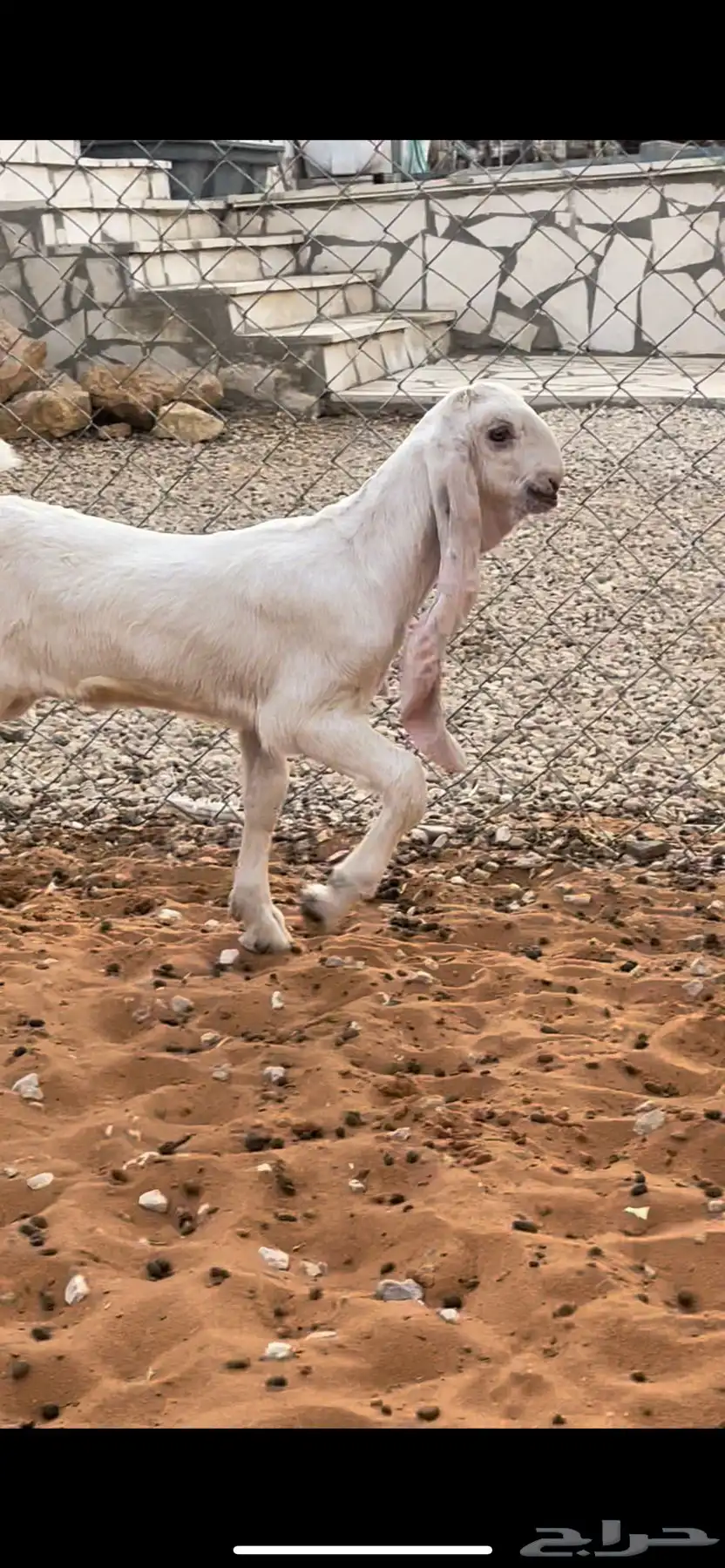 عنز خصم معها جفره مزيونه جدا 2