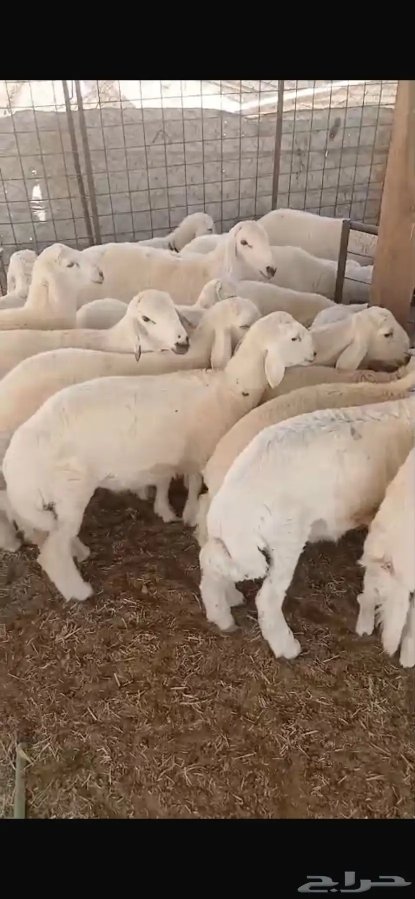مفاطيح وثلاجه 3