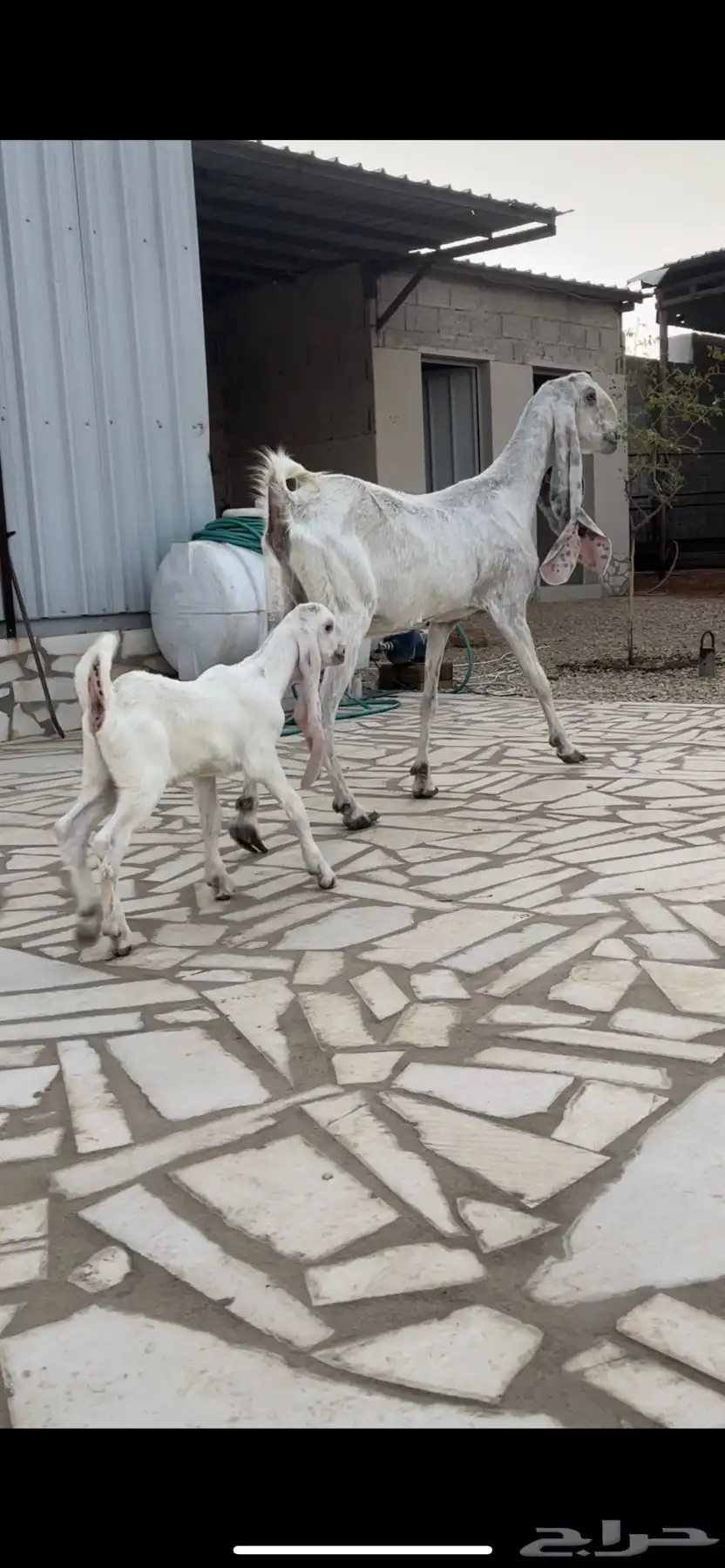 عنز خصم معها جفره مزيونه جدا 8