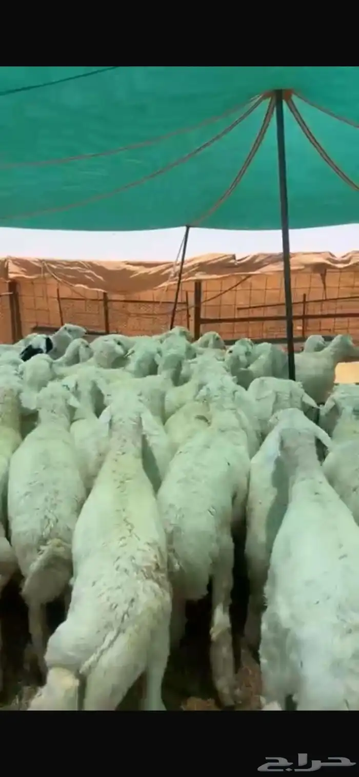 بهم حري مربوط العمر6شهور العدد75خروف صافي الموقع شمال عفيف 6