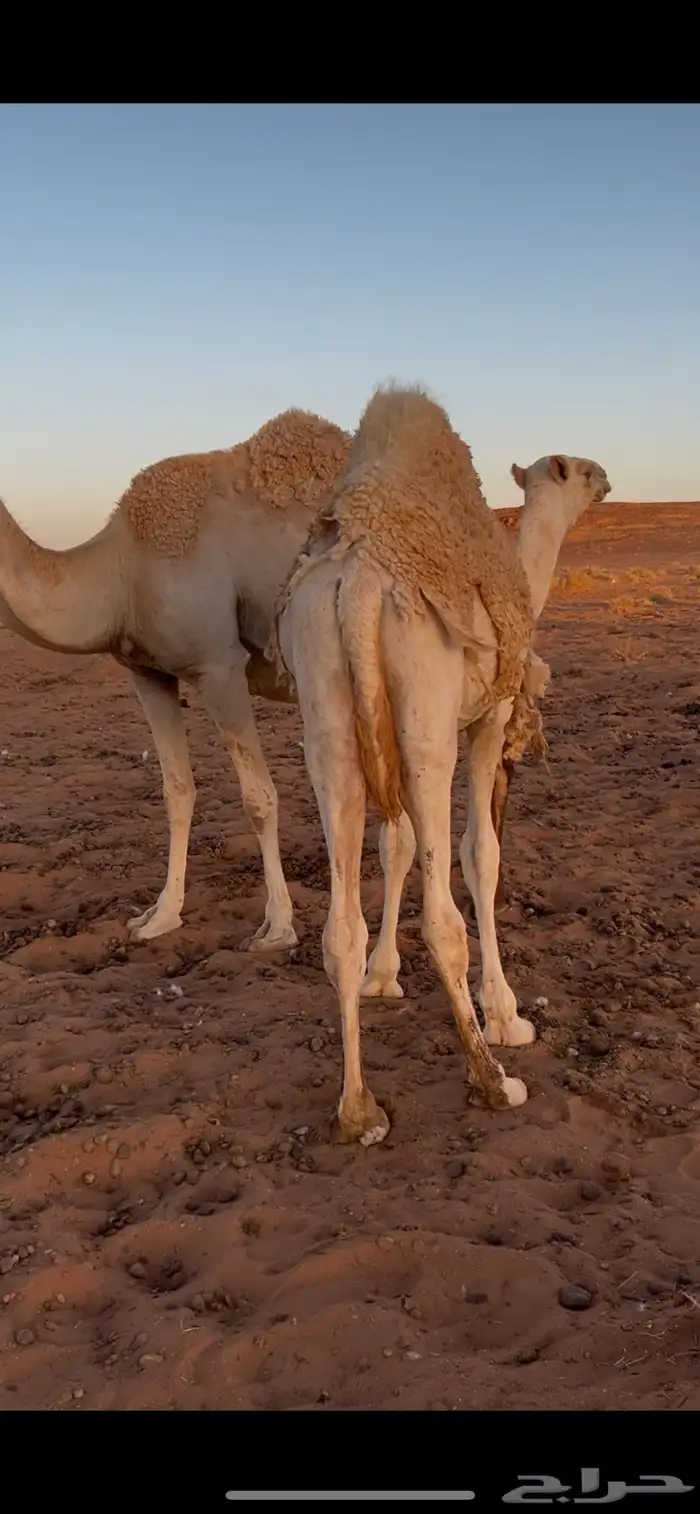 اربع حشو لحم 3